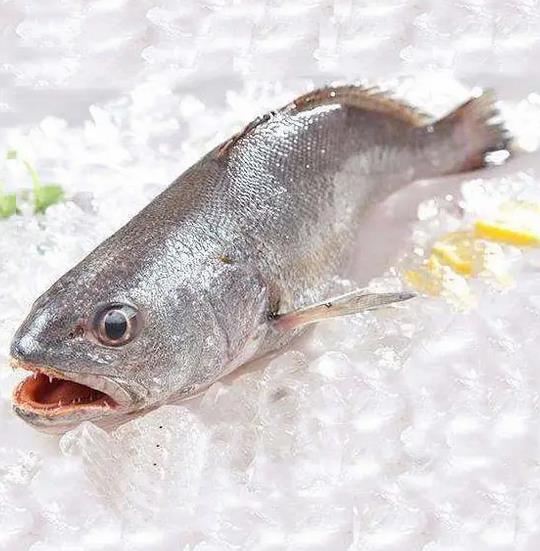 鮸鱼胶的功效与作用，新鲜温州鮸鱼胶怎么吃插图1